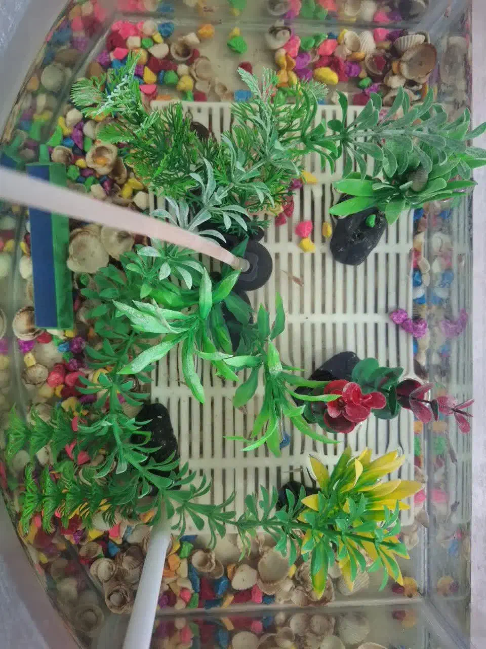 ماهی گوپی|ماهی|مشهد, پورسینا|دیوار