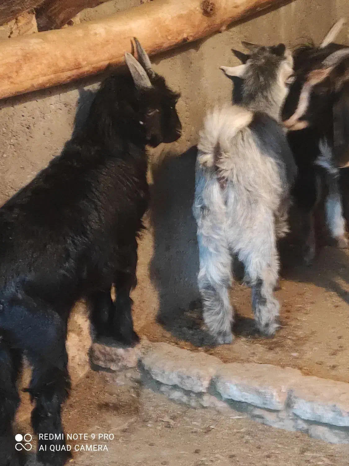 بز و بزغاله|حیوانات مزرعه|فلاورجان, |دیوار