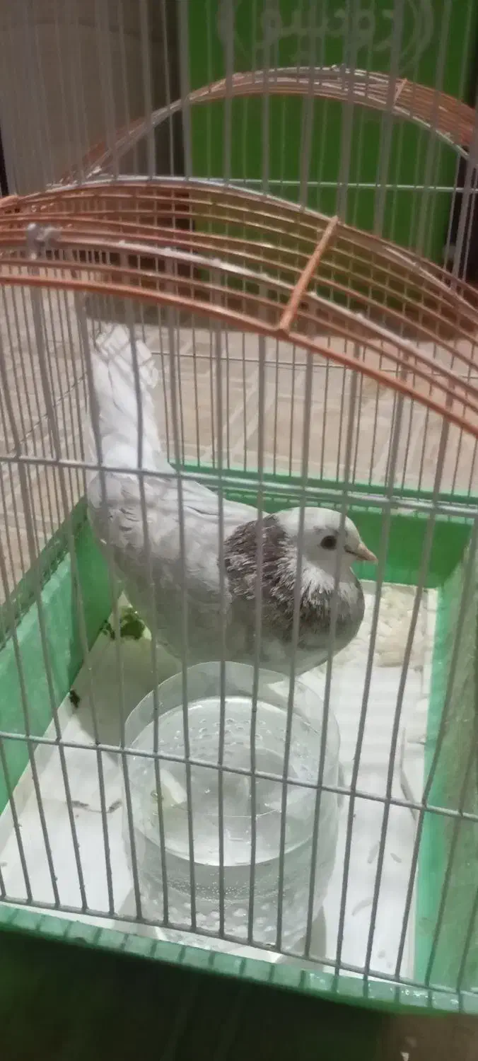 کبوتر خوشگل سر و حال|پرنده|کوهدشت, |دیوار