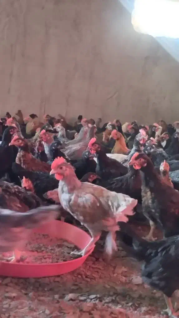 مرغ وجوجه محلی|حیوانات مزرعه|دیلم, |دیوار