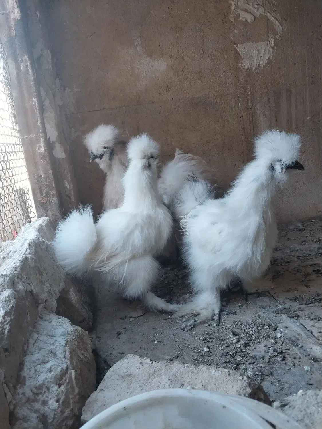 تخم نطفه دار ابریشمی|حیوانات مزرعه|ورامین, ورامین|دیوار