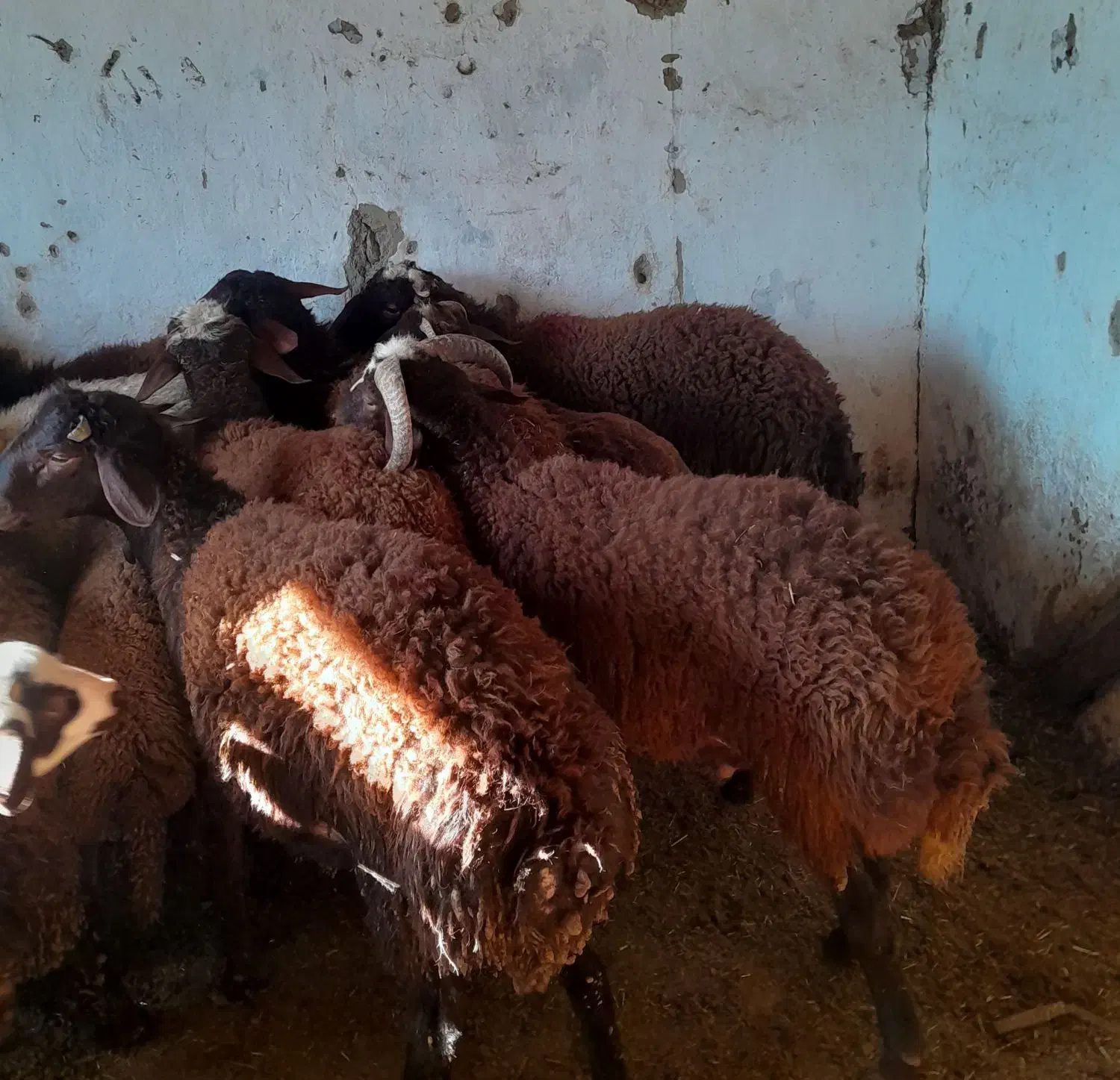 بره افشاری پروارشده|حیوانات مزرعه|بندر گز, |دیوار