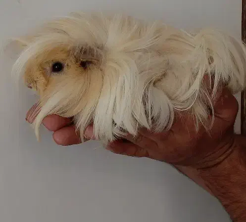 خوکچه هندی خانگی|موش و خرگوش|مرند, |دیوار