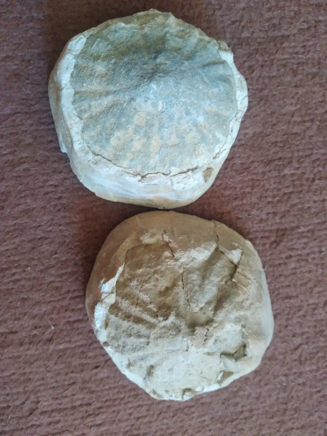 فسیل صدف کلکسیونی|کلکسیون اشیاء عتیقه|زنجان, |دیوار