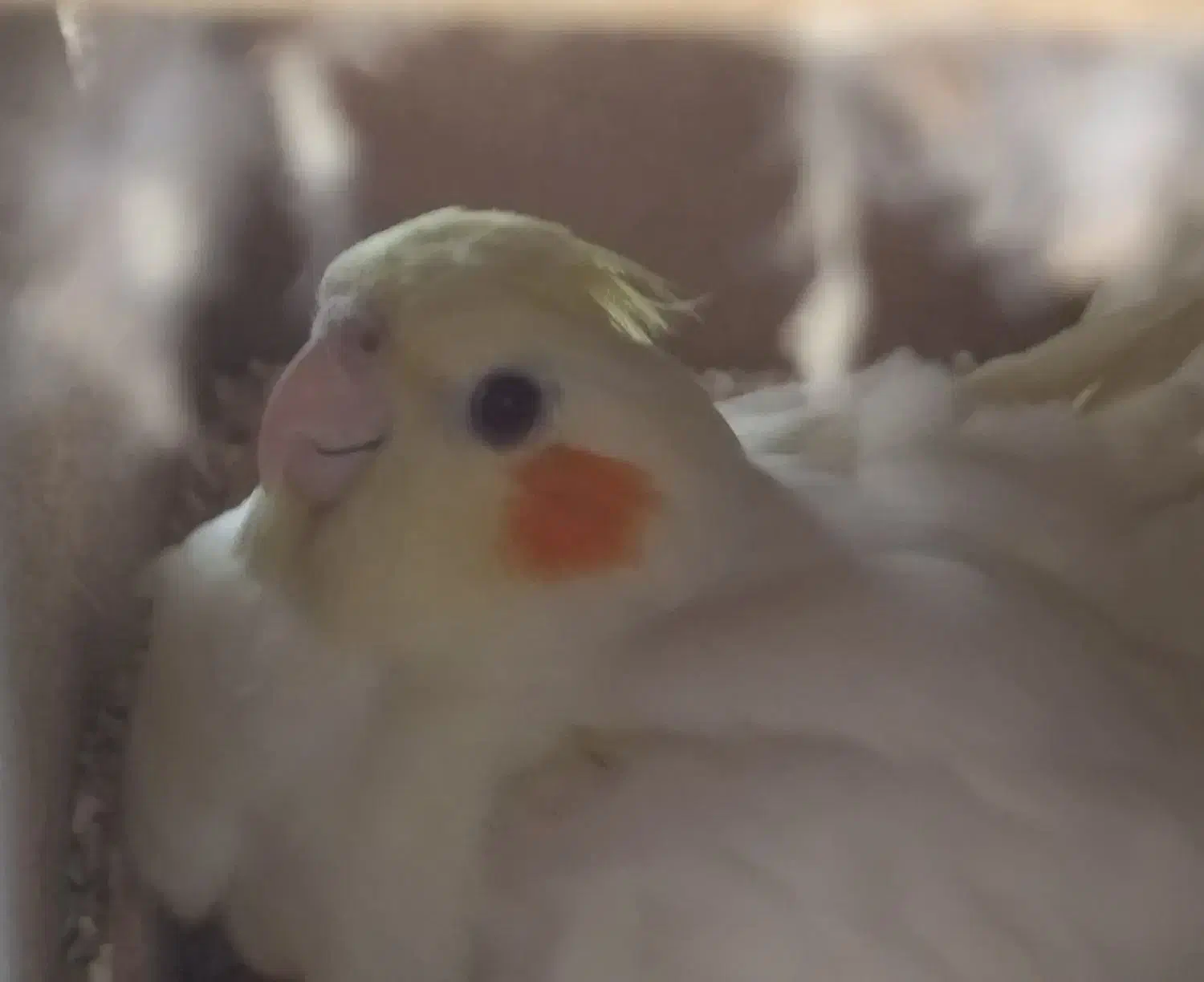 عروس هلندی مولد|پرنده|ملایر, |دیوار