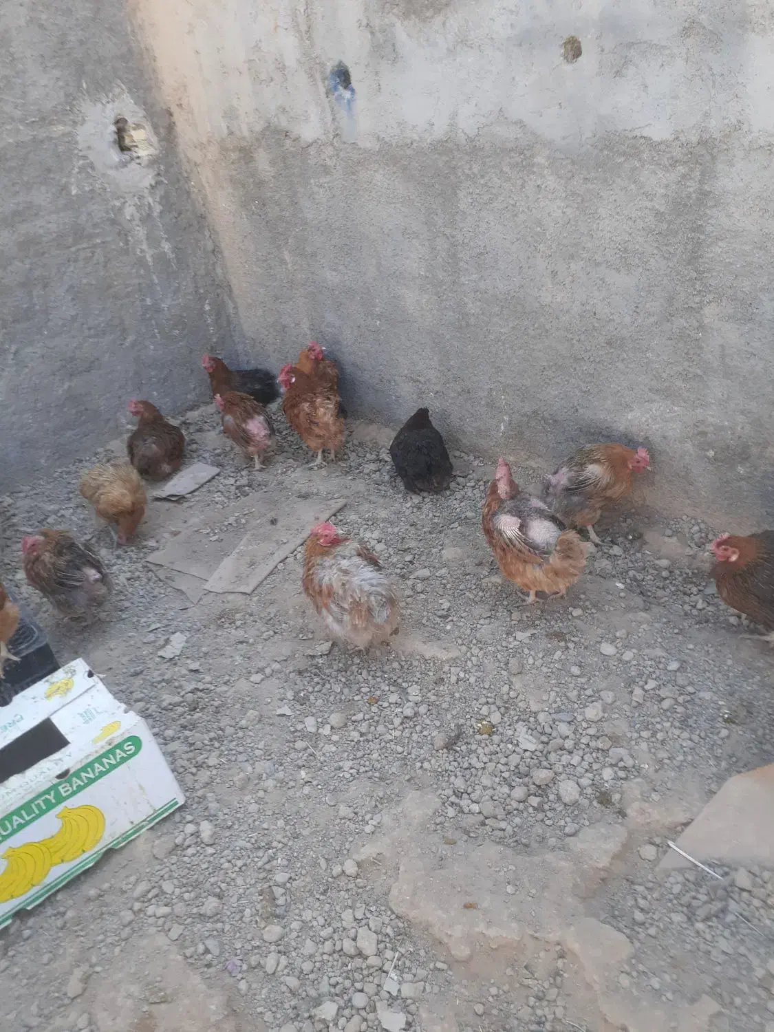 مرغ محلی|حیوانات مزرعه|اصفهان, امامزاده اسماعیل|دیوار