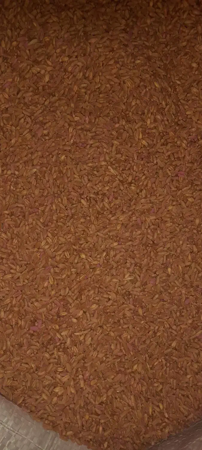 گندم|خدمات باغبانی و درختکاری|آبدانان, |دیوار