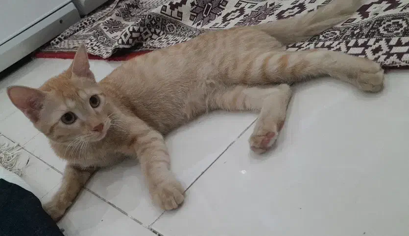 گربه خانگی|گربه|فردیس, شهرک شهید حسینی|دیوار