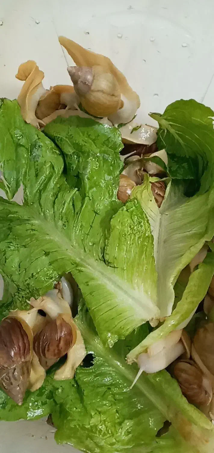 حلزون آلبینو|خزنده|پاکدشت, پاکدشت (مامازند)|دیوار