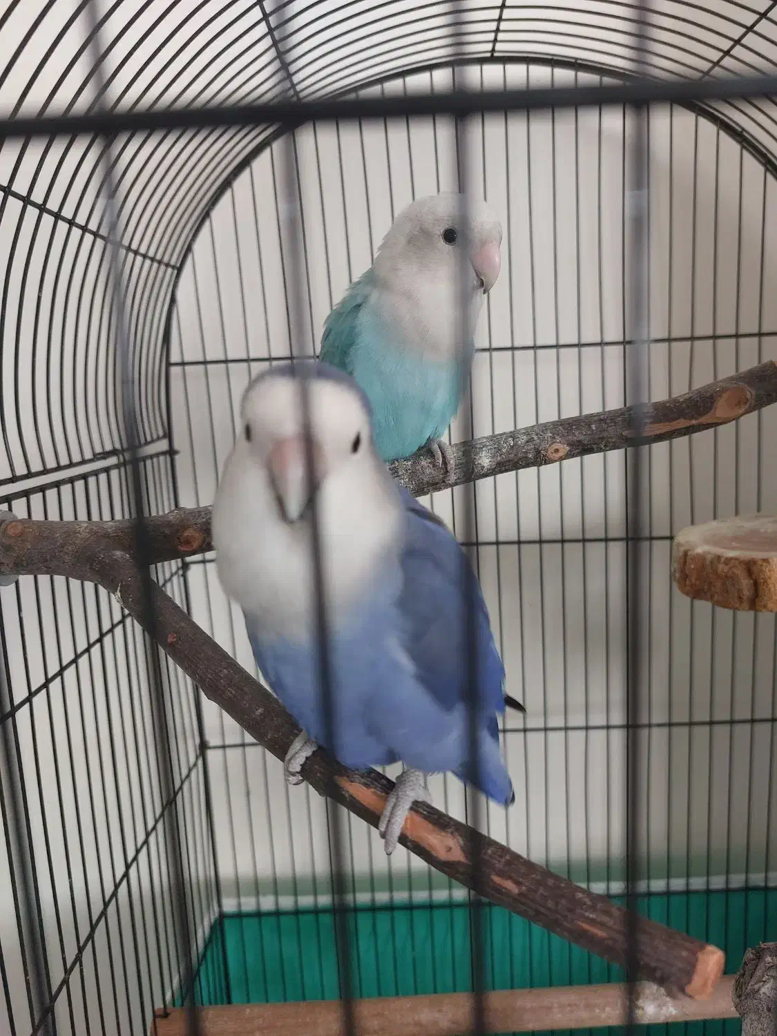 طوطی برزیلی|پرنده|کرج, مصباح|دیوار