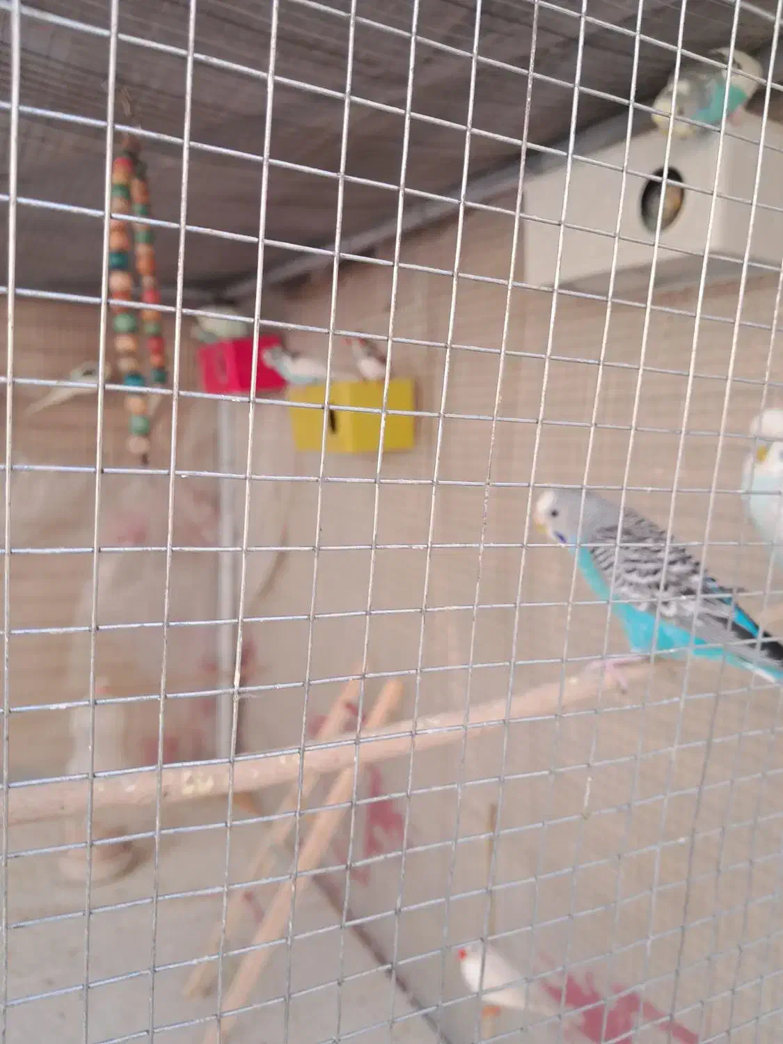 مرغ عشق رنگین کمانی|پرنده|شاهین‌شهر, شهرک گلدیس|دیوار