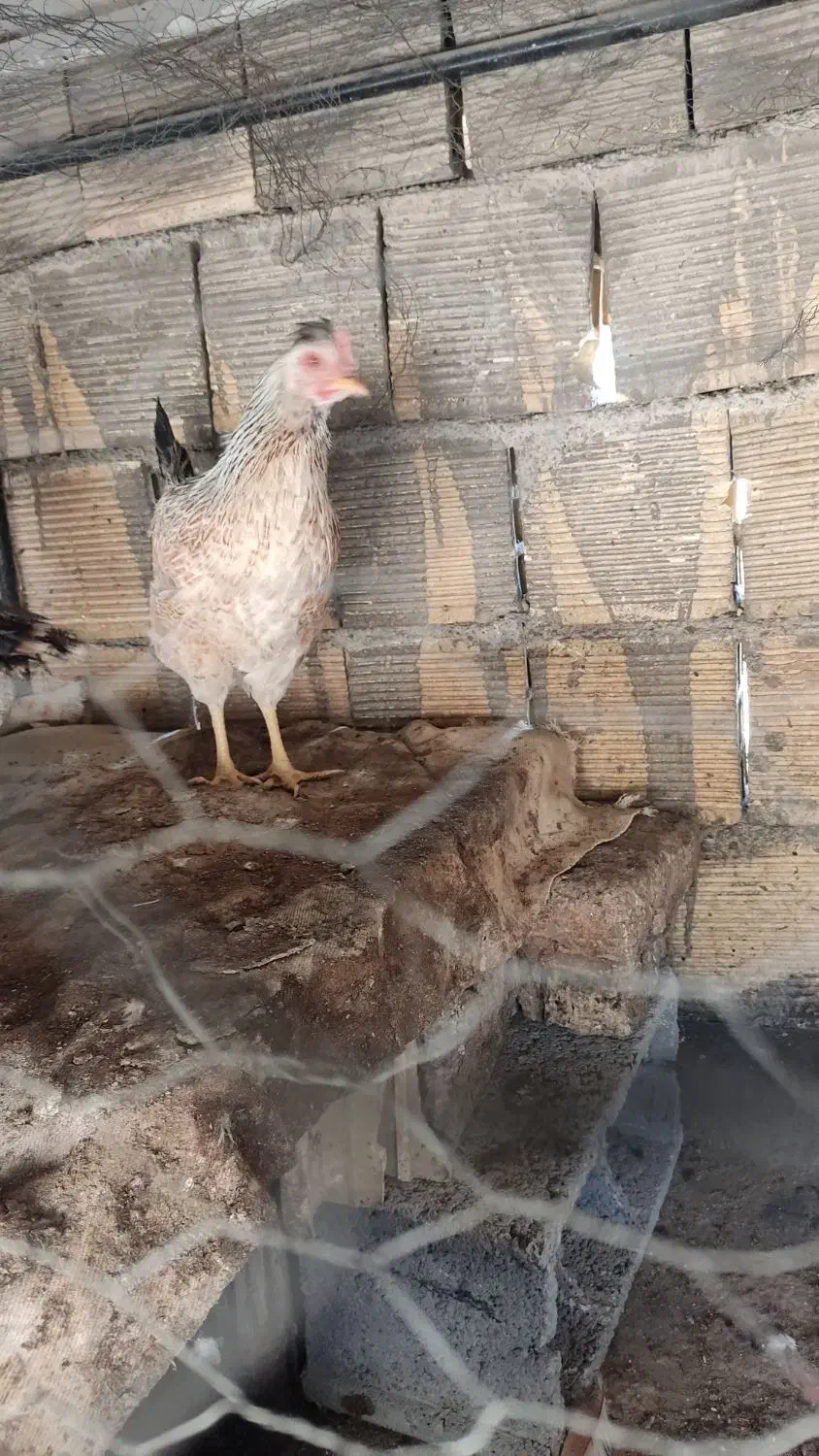 مرغ وخروس خوشگل|حیوانات مزرعه|مبارکه, |دیوار