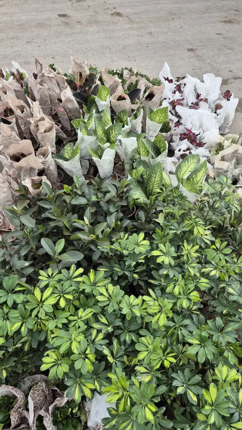 گل آپارتمانی|گل و گیاه طبیعی|دوگنبدان, |دیوار