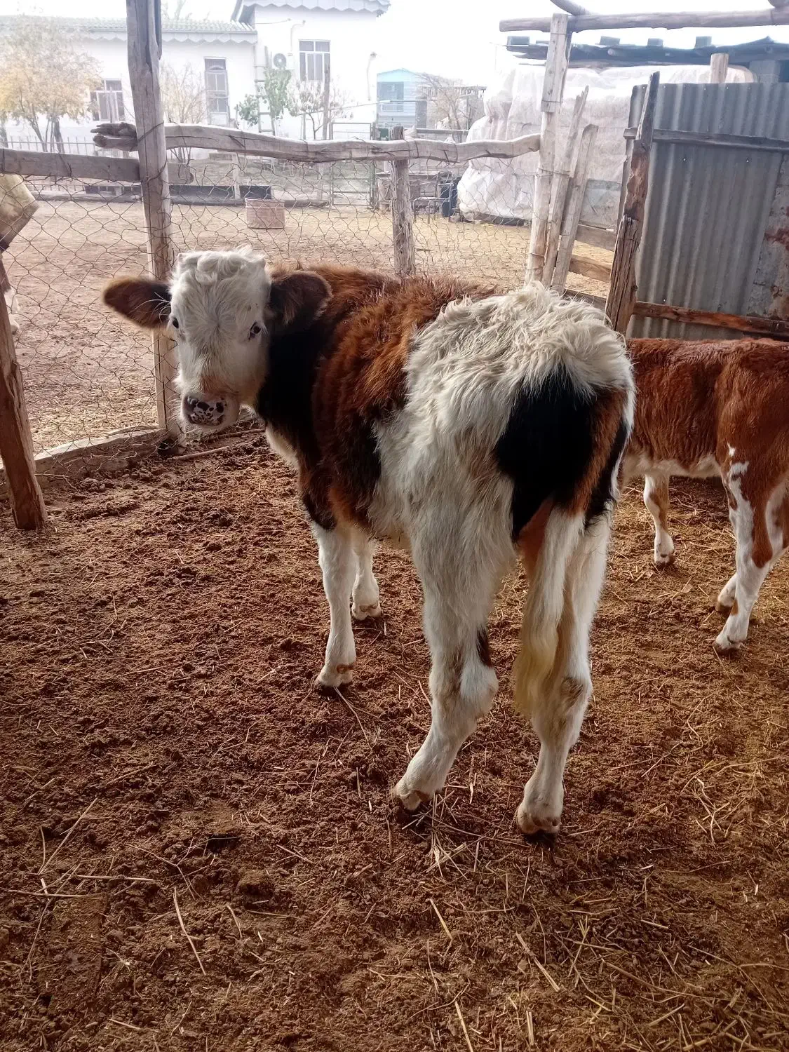 گوساله سیمینتال|حیوانات مزرعه|انبارآلوم, |دیوار