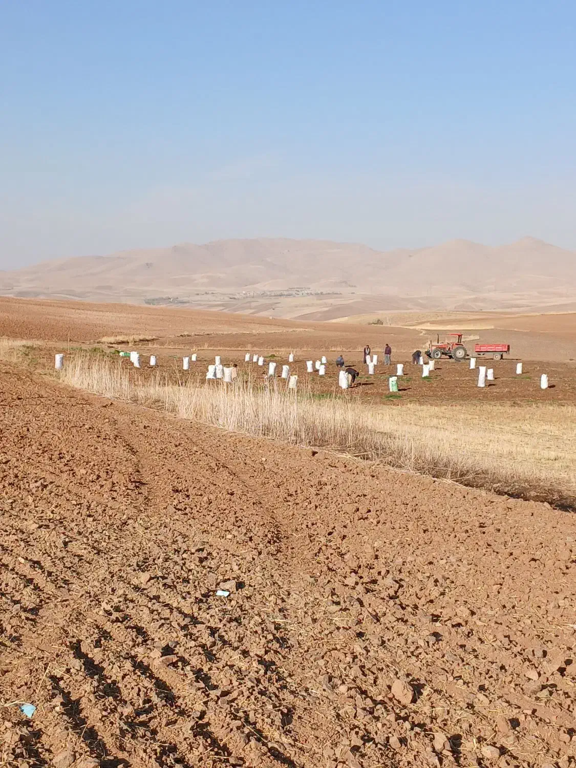 سیب زمینی سانتا|خوردنی و آشامیدنی|حسین آباد, |دیوار