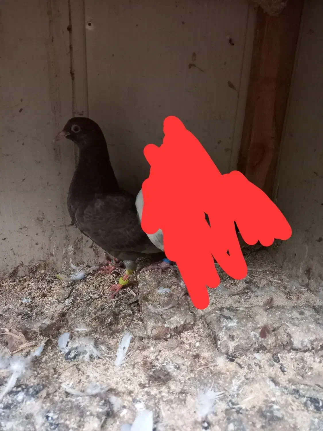 کبوتر گمشده|پرنده|فومن, |دیوار