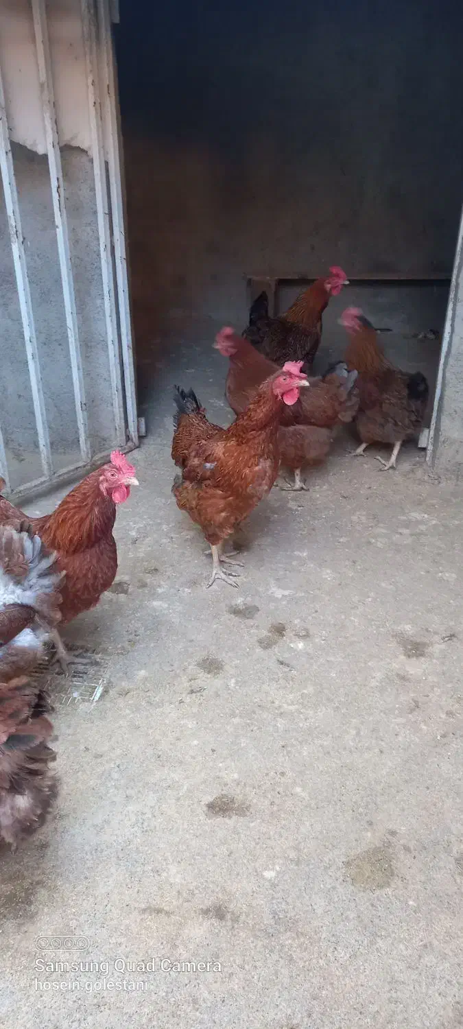 مرغ محلی تخم گذار|حیوانات مزرعه|قائمشهر, |دیوار