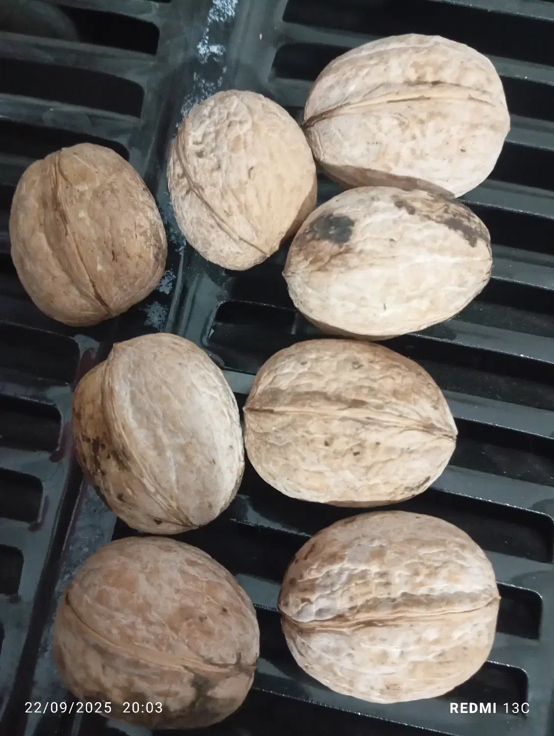 گردوخوب|عمده‌فروشی|جوانرود, |دیوار