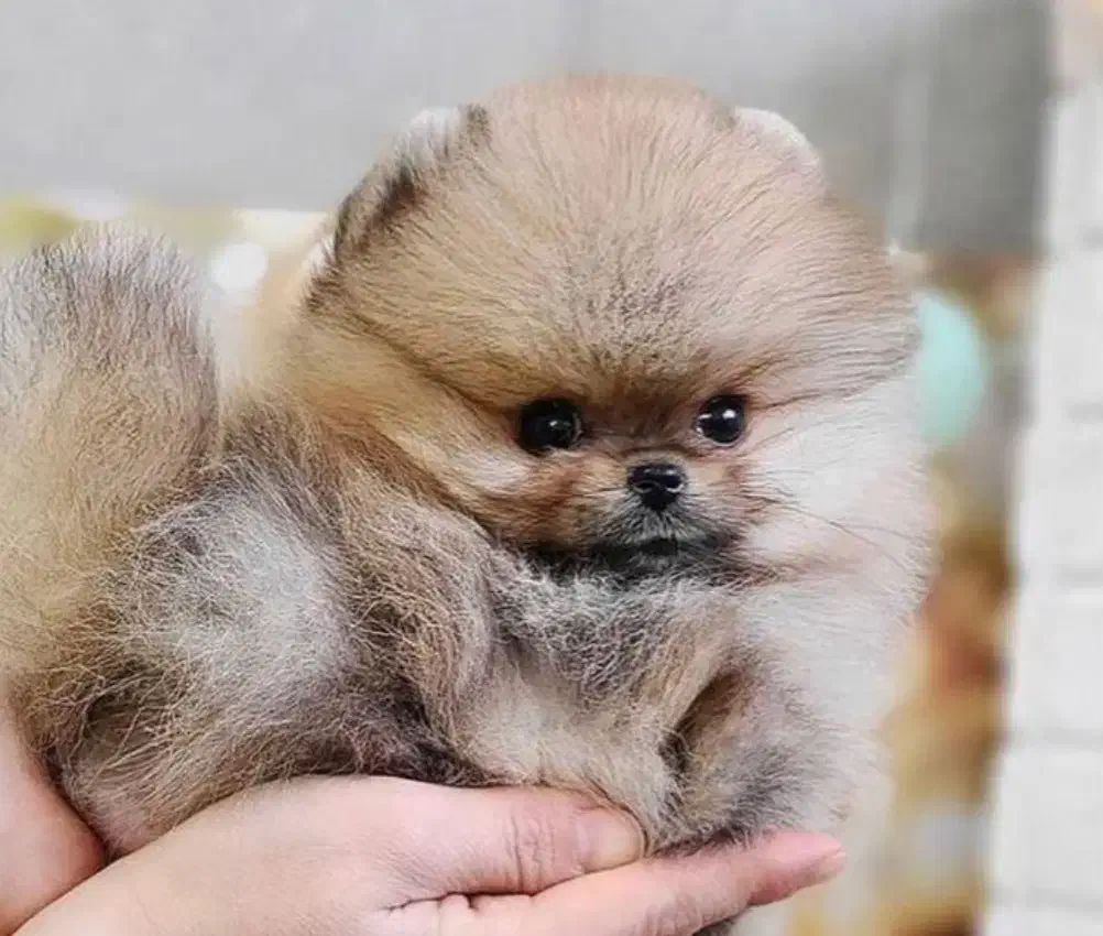 کوچولوهای پشمالو خوشگل روباهی|سگ|نورآباد ممسنی, |دیوار