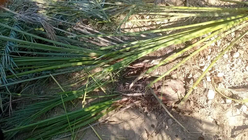 فروش انواع پاجوش|گل و گیاه طبیعی|اهواز, دغاغله|دیوار