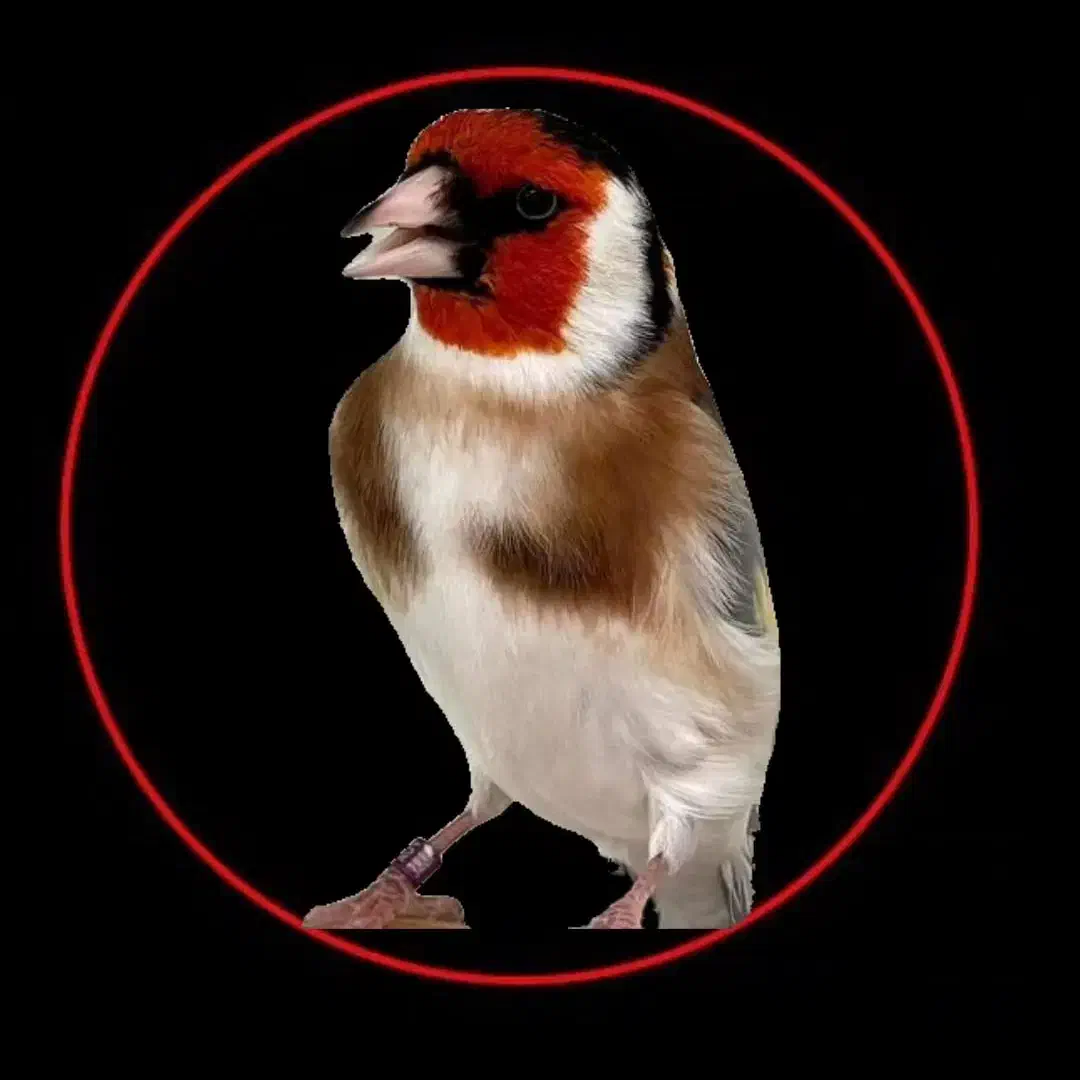 کبوتر رفتنی|پرنده|ارومیه, |دیوار