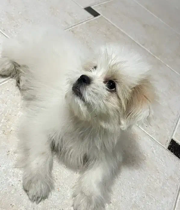 مینیا تودلی جیبی|سگ|قم, زند آباد|دیوار