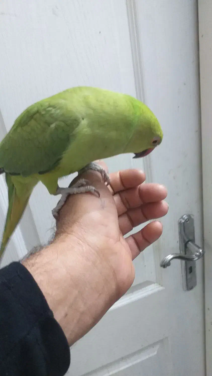 طوطی ملنگو ماده|پرنده|نیشابور, بنیاد شهید|دیوار