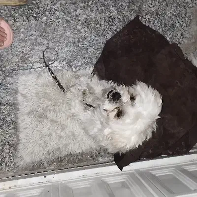 گمشده|حیوانات|یزد, |دیوار