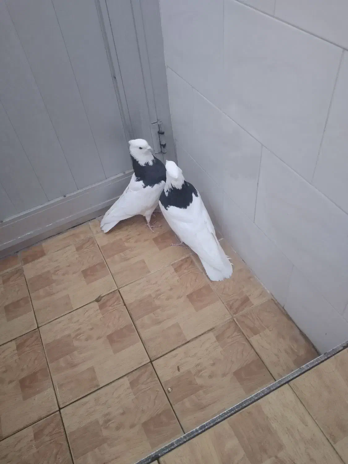 قیمت دونه ۴۰۰|پرنده|مبارکه, |دیوار