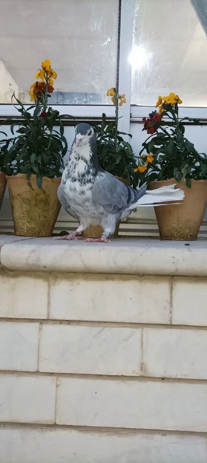 کفتر دمگیر|پرنده|اصفهان, نصرآباد|دیوار