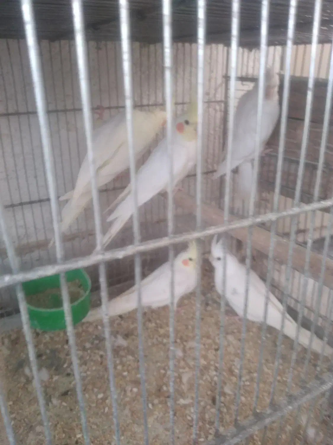 عروس هلندی البینو ولوتینو|پرنده|ابهر, |دیوار