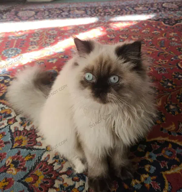 گربه هیمالین|گربه|لنجان, |دیوار