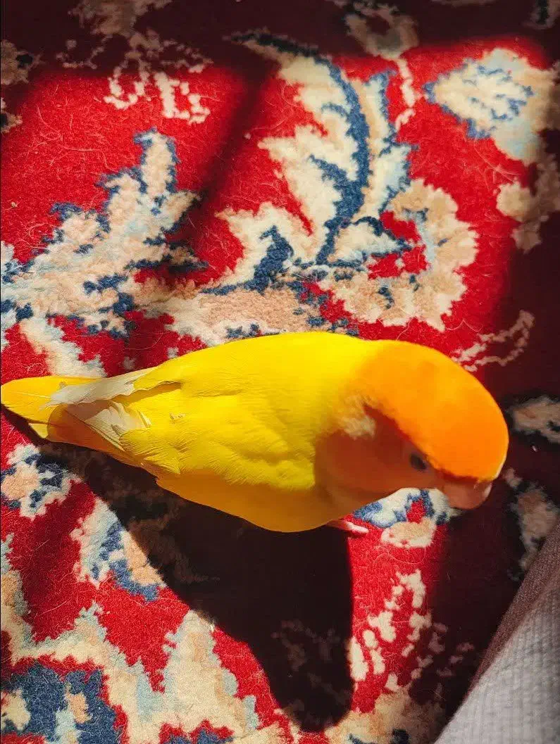 کوتوله برزیلی گمشده|پرنده|کهنوج, |دیوار