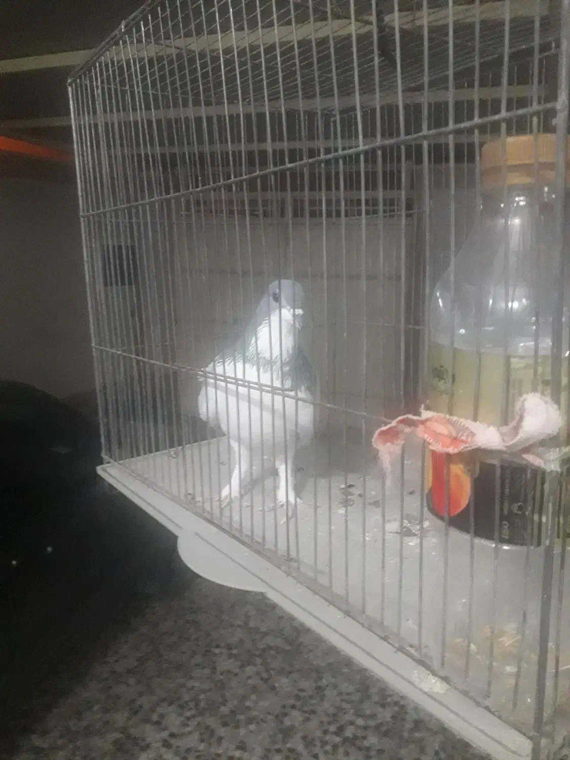 کبوتری|پرنده|برخوار, |دیوار