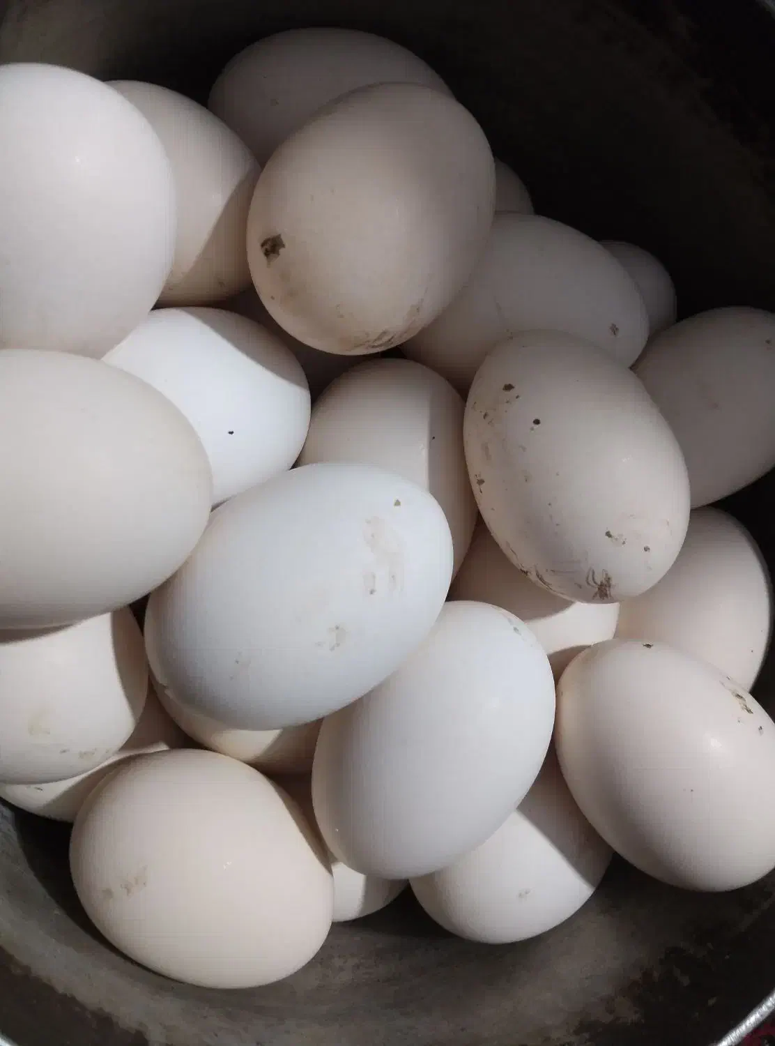 تخم مرغ|پرنده|گهواره, |دیوار