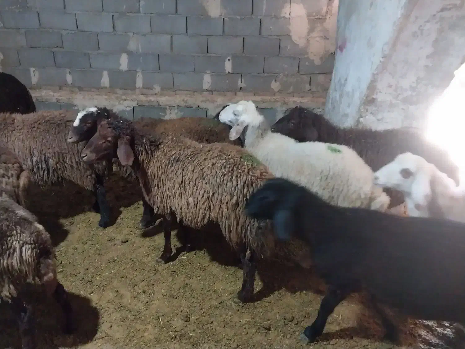 بره نر|حیوانات مزرعه|بهارستان, |دیوار