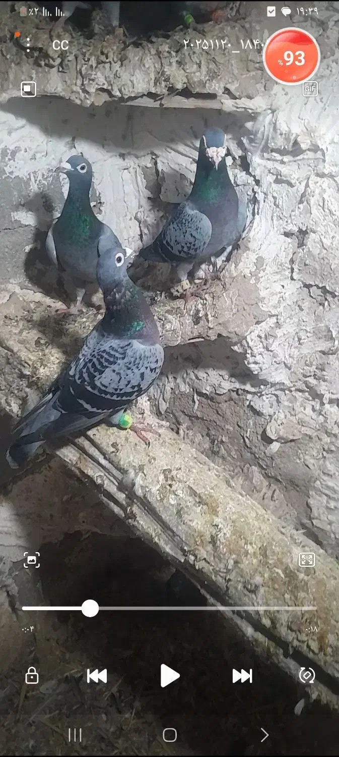 سلام دو جفت المانی اس به زمانت تخم وجوجه|پرنده|شاهرود, |دیوار