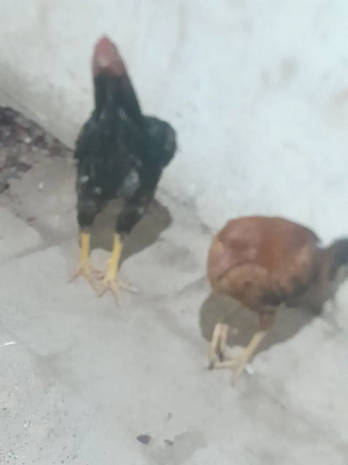 خروس ومرغ لاری|حیوانات مزرعه|تبریز, |دیوار