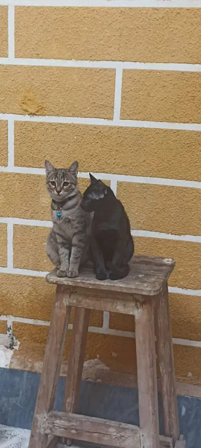 گربه تبی dsh|گربه|مراغه, |دیوار