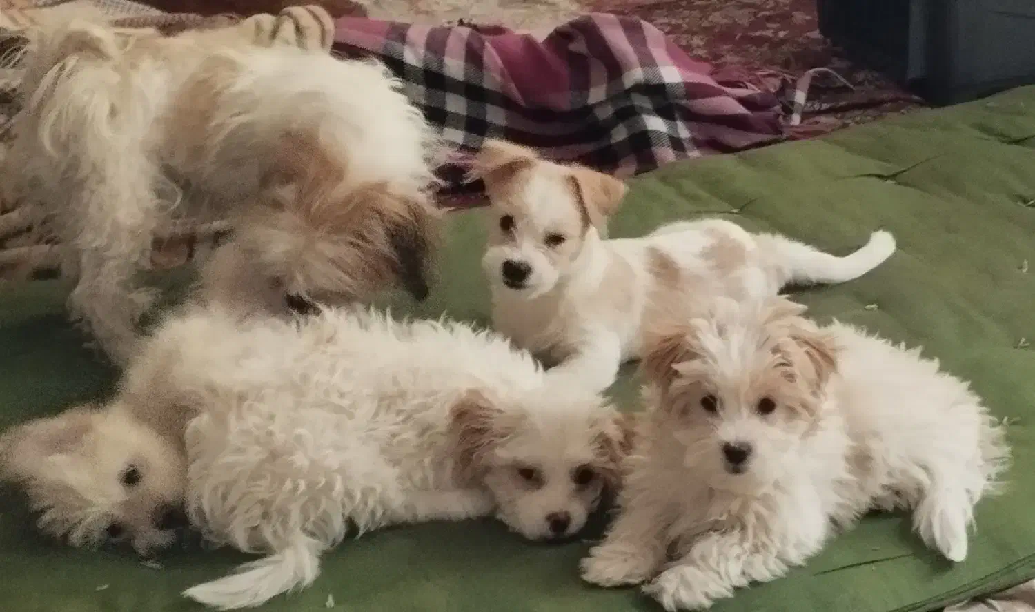 سگ ماده|سگ|اصفهان, عطار نیشابوری|دیوار