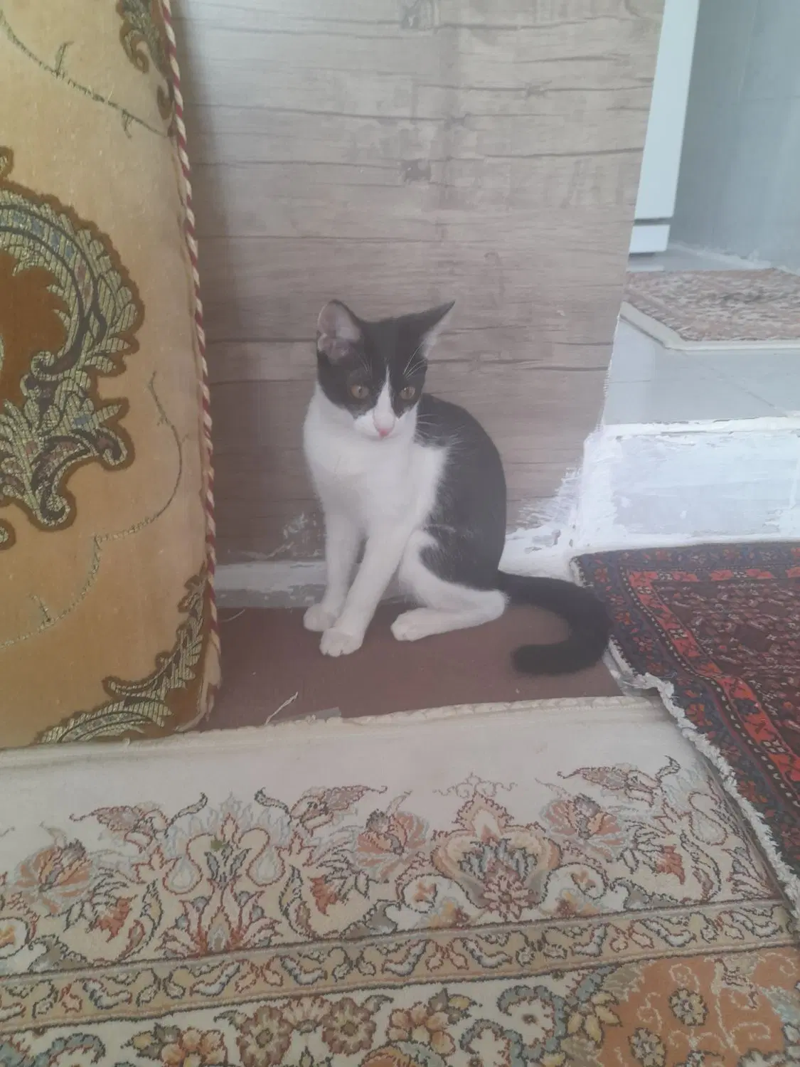 گربه|گربه|سنندج, |دیوار