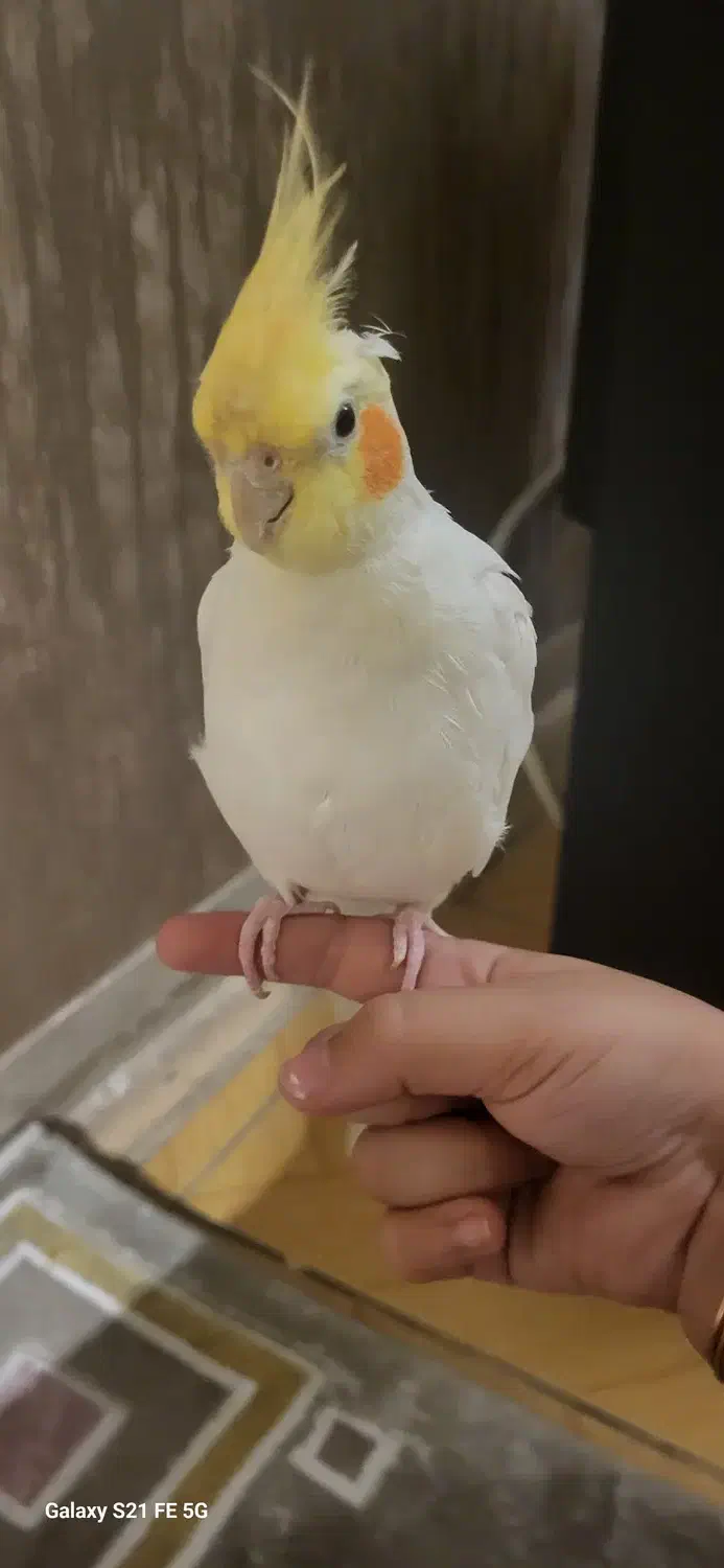 فروش عروس هلندی سخنگو|پرنده|سمنان, |دیوار