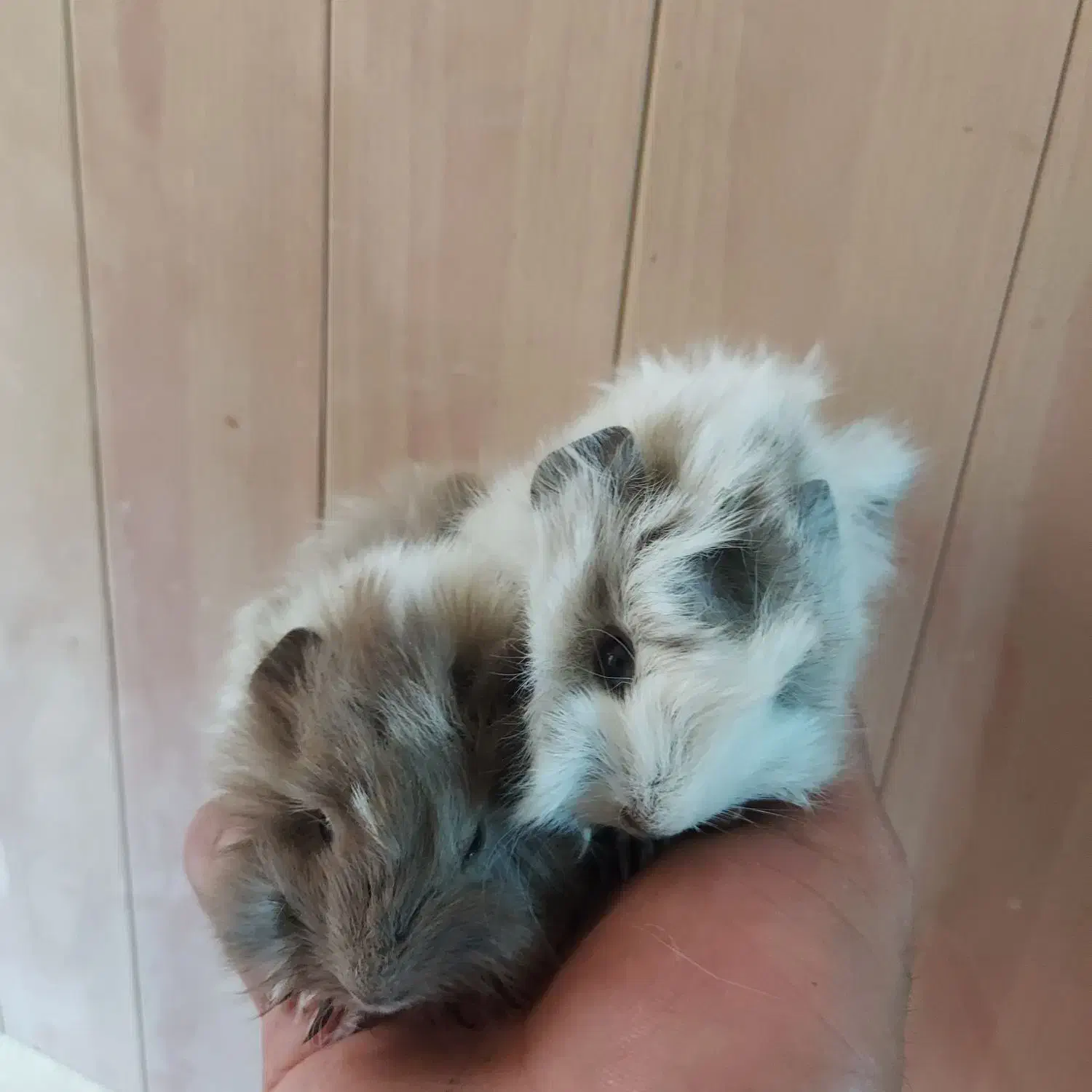 انواع خوکچه هندی بزرگ و کوچک|موش و خرگوش|اصفهان, بوستان ناژوان|دیوار