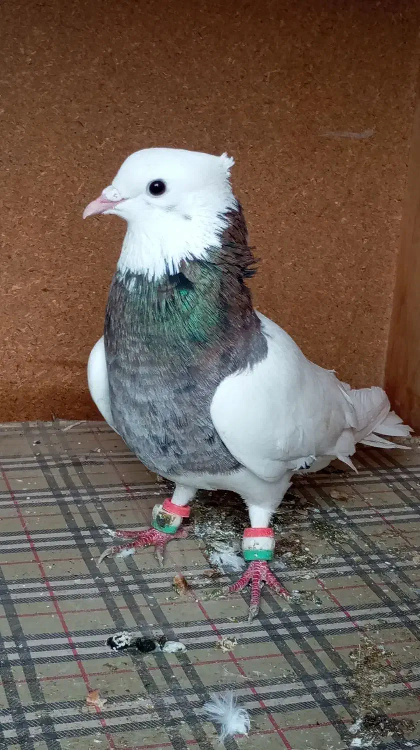 پرنده|حراج|شوش, |دیوار