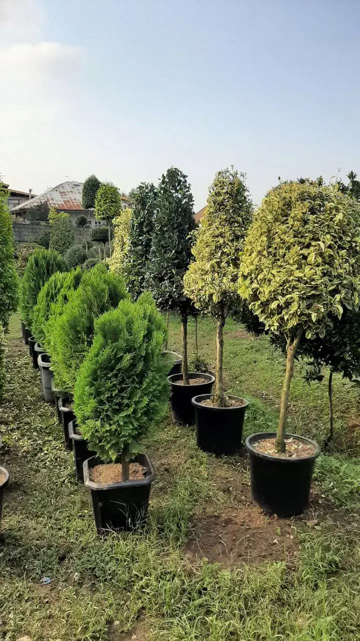 گل و گیاه طبیعی|گل و گیاه طبیعی|کلاچای, |دیوار