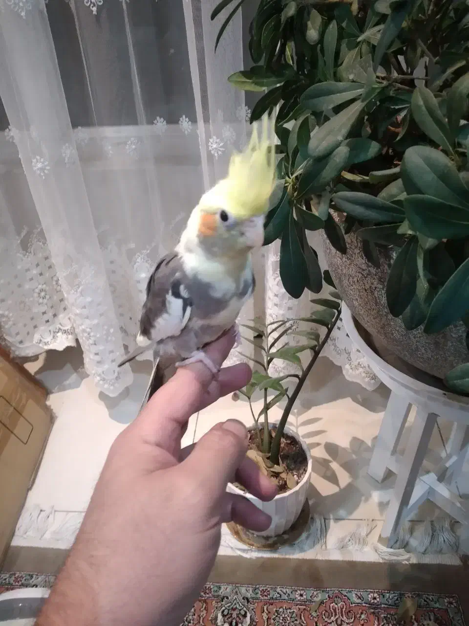 جوجه عروس سینامون|پرنده|کرج, کرج نو|دیوار