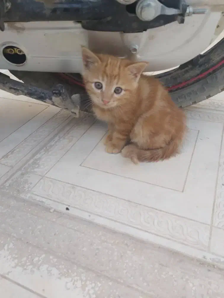 گربه گمشده|گربه|نیریز, |دیوار