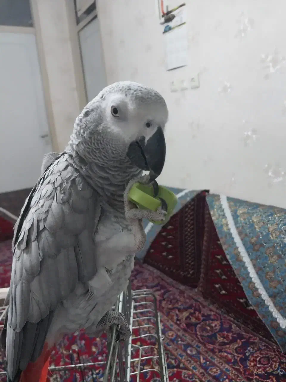 فروش کاسکو نابغه|پرنده|سمنان, |دیوار