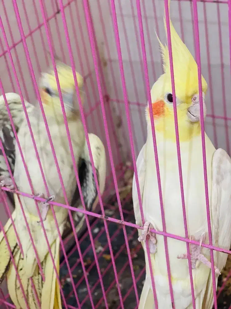 کبوتر|پرنده|بندرعباس, |دیوار