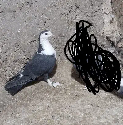 فروشی|پرنده|خاش, |دیوار